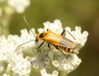 milkweed assassin bug zelus longipes wehr 7779 15aug22