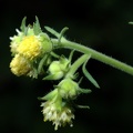 pale-flowered leaf-cup polymnia canadensis wehr 7759 15aug22zac