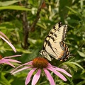 tiger swallowtail papilio glaucus wehr 7789 15aug22
