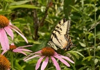 tiger swallowtail papilio glaucus wehr 7789 15aug22