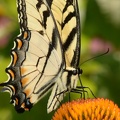 tiger swallowtail papilio glaucus wehr 7802 15aug22