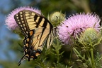 tiger swallowtail papilio glaucus female farm 8426 23aug22