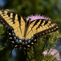 tiger swallowtail papilio glaucus female farm 8430 23aug22