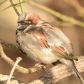 female house sparrow passer domesticus central park new york 1396 11mar22
