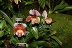 orchids new york botanical garden l826 13mar22