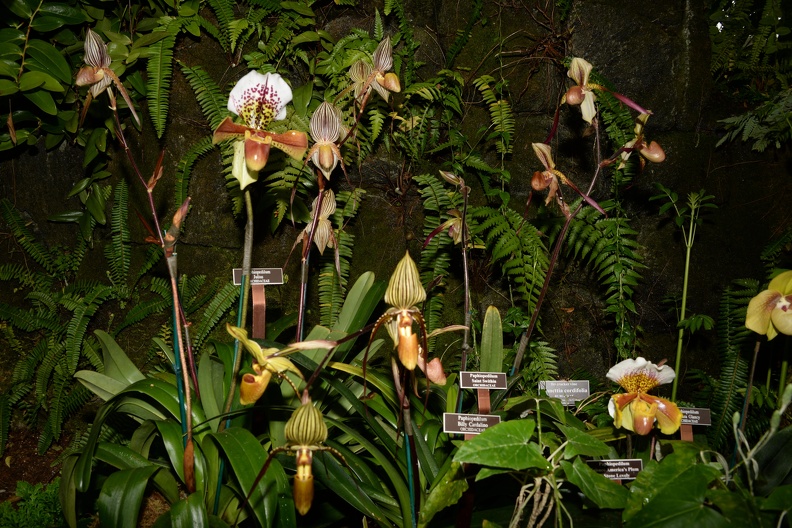 orchid_new_york_botanical_garden_1831_13march.jpg