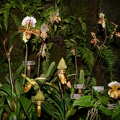 orchid new york botanical garden 1831 13march