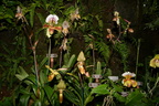 orchid new york botanical garden 1831 13march