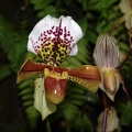 orchid new york botanical garden 1830 13mar22zac