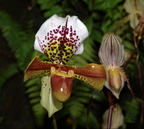 orchid new york botanical garden 1830 13mar22zac