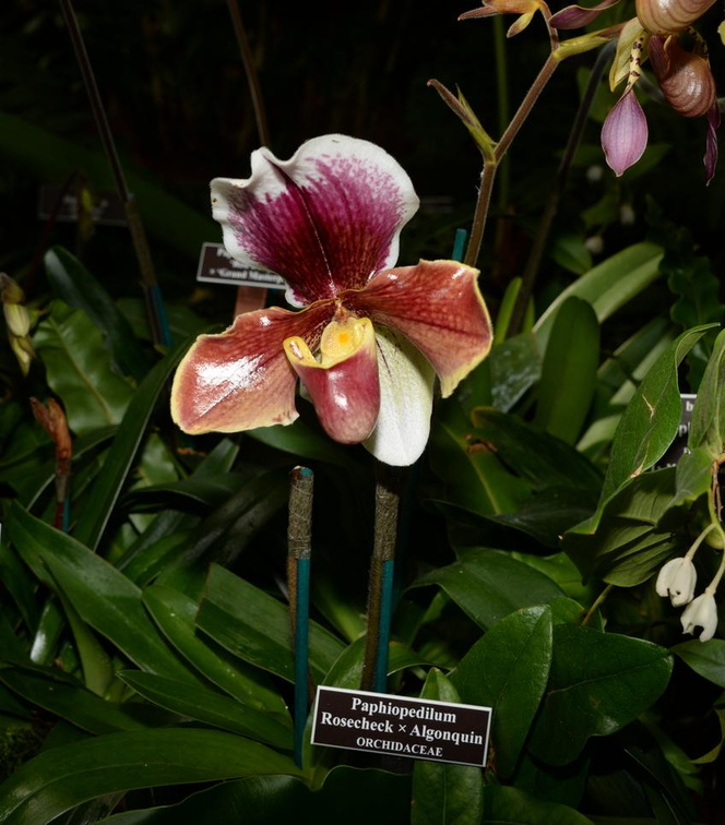 orchid new york botanical garden 1828 13march