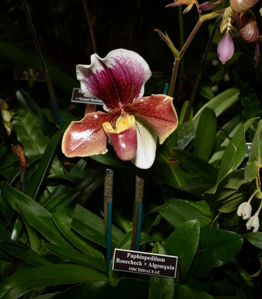 orchid_new_york_botanical_garden_1828_13march.jpg