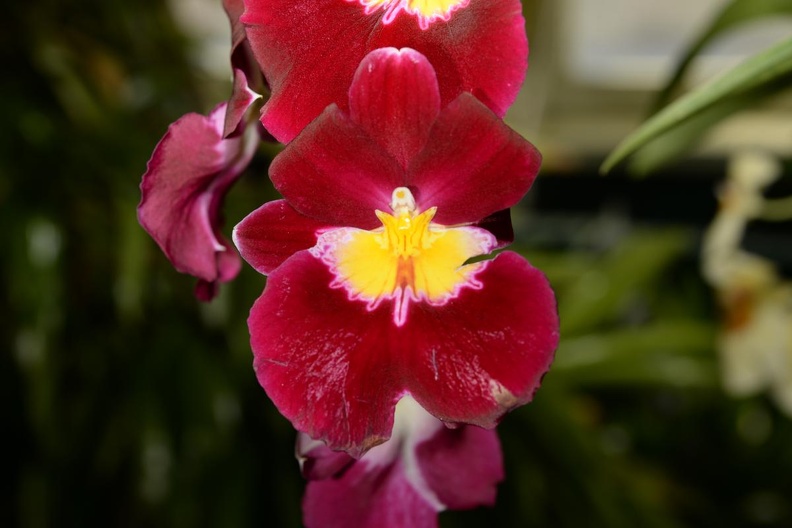 orchid_new_york_botanical_garden_1794_13march.jpg