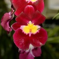orchid new york botanical garden 1794 13march