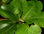 tropical almond terminalia catappa oldwoods by the sea bani 0494 6nov22