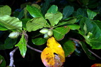 tropical almond terminalia catappa oldwoods by the sea bani 0492 6nov22zac