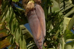 banana flower musa acuminata 0748 7nov22