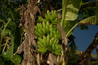 banana flower musa acuminata 0749 7nov22