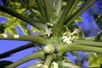 flowers papaya carica papaya 0770 7nov22zac