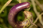 eggplant baymbang 0771 7nov22