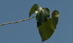 malay beechwood gmelina arborea baymbang 0754 7nov22