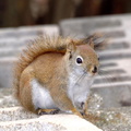 red squirrel tamiasciurus hudsonicus farm 3352 30mar23zac