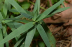 few-flowered panic grass dichanthelium oligosanthes farm 6819 25aug23