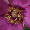 purple flowering raspberry rubus odoratus wehr 6768 21aug23