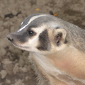badger milwaukee zoo 7279 9oct23