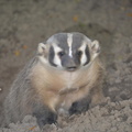 badger milwaukee zoo 7280 9oct23