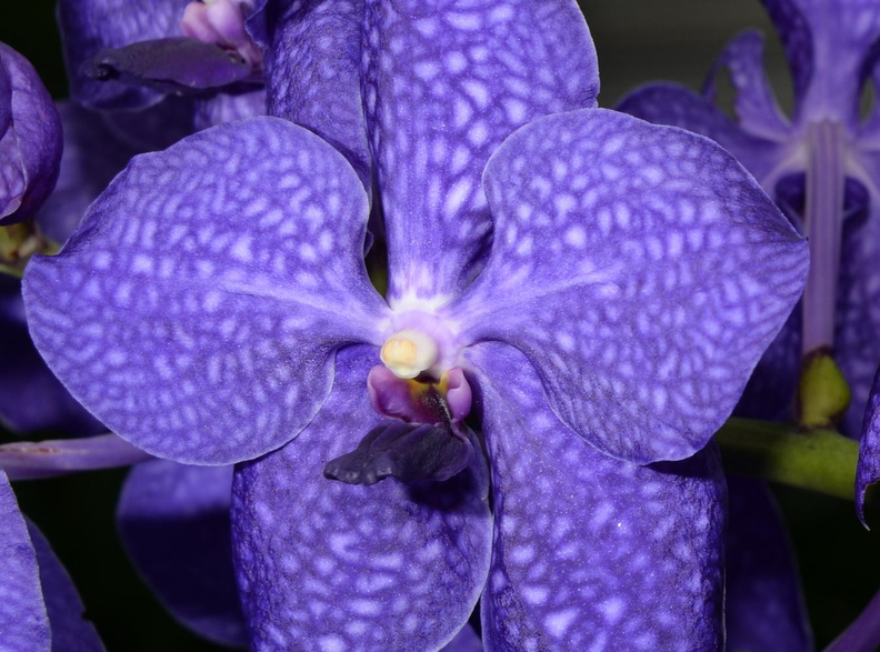 orchid_domes_7238_8oct23.jpg