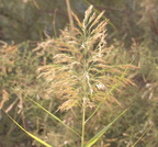 reed grass phragmites australis temple of amada 7973 4nov23