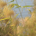 reed grass phragmites australis temple of amada 7971 4nov23