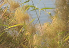 reed grass phragmites australis temple of amada 7971 4nov23