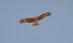 common buzzard buteo buteo aswan 8172 6nov23zac