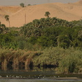 shore birds vegetation desert along nile river 8312 7nov23