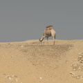 camel_at_tomb_of_mereruka_saqqara_7629_2nov23.jpg