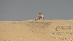 camel at tomb of mereruka saqqara 7629 2nov23