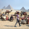 camels_at_giza_7390_31oct23zac.jpg
