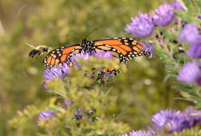honey_bee_monarch_butterfly_new_england_aster_symphyotrichum_novae-angliae_grant_park_7124_7oct23.jpg