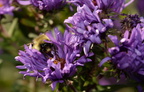 bumblebee new england aster symphyotrichum novae-angliae grant park 7135 7oct23