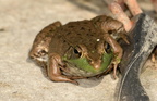 green frog lithobates clamitans bradley outdoor sculpture 5771 11jul23
