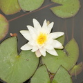 water lily villa terrace milwaukee 5869 12jul23