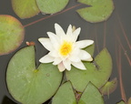water lily villa terrace milwaukee 5869 12jul23