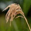 common reed grass phragmites australis amtrak station mitchell field 5384 9jul23