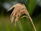 common reed grass phragmites australis amtrak station mitchell field 5384 9jul23