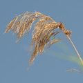 common reed grass phragmites australis amtrak station mitchell field 5387 9jul23