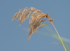 common reed grass phragmites australis amtrak station mitchell field 5387 9jul23