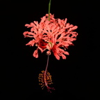 coral hibiscus hibiscus schizopetalus domes 5495 9jul23