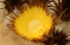 golden barrel cactus flower domes 5473 9jul23